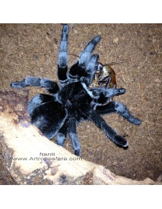 Grammostola pulchra 2