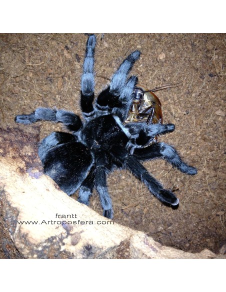 Grammostola pulchra