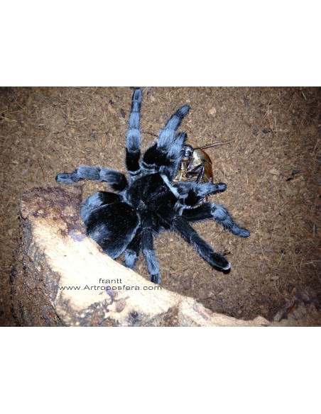 Grammostola pulchra