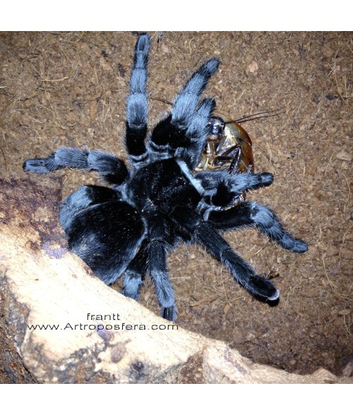 Grammostola pulchra
