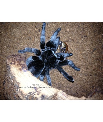 Grammostola pulchra