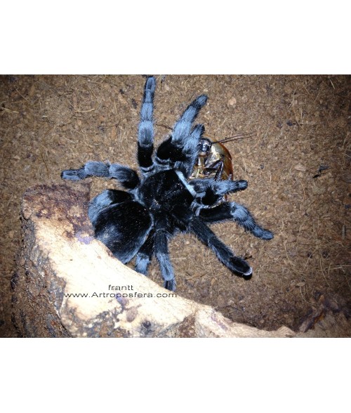 Grammostola pulchra