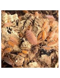 Porcellionides pruinosus