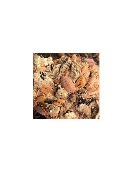Porcellionides pruinosus