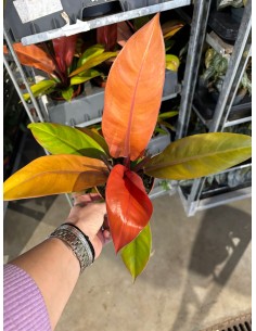 Philodendron 'Prince of Orange' 2