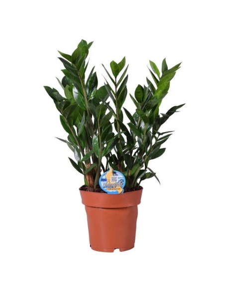 Zamioculcas zamiifolia