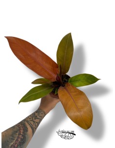 Philodendron 'Prince of Orange'