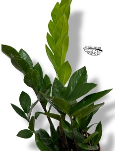 Zamioculcas zamiifolia