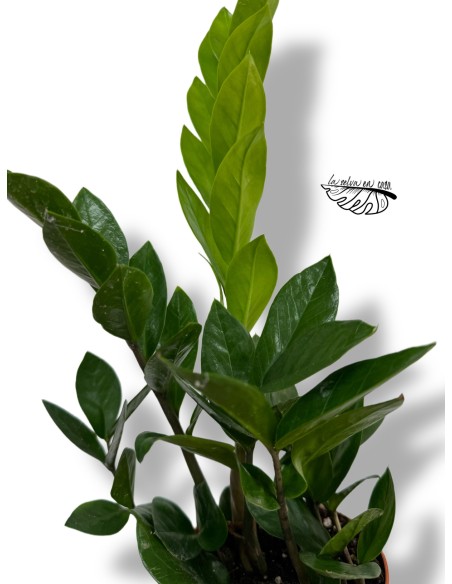 Zamioculcas zamiifolia