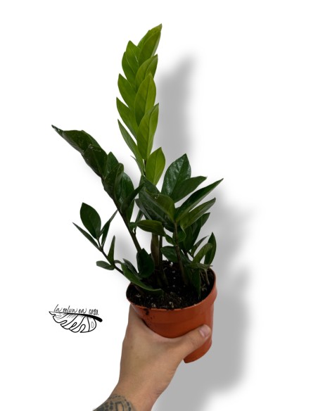 Zamioculcas zamiifolia
