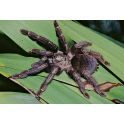 Psalmopoeus reduncus 2