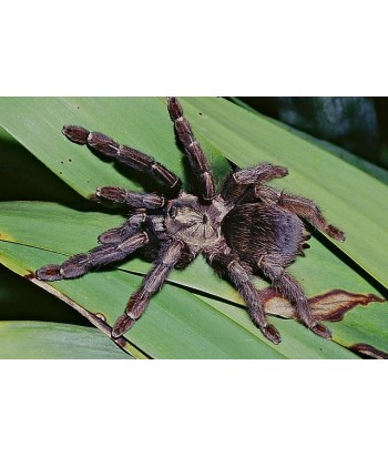 Psalmopoeus reduncus