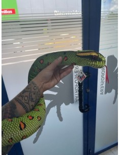 Peluche Serpiente Anaconda 2