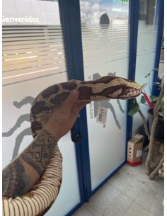 Peluche Serpiente TigerPython
