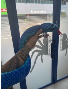 Peluche Serpiente Trimeresurus Insularis 2
