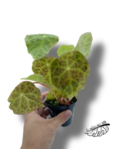 Begonia gogoensis