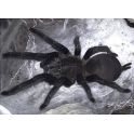 Chilobrachys dyscolus black 2