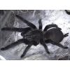 Chilobrachys dyscolus black