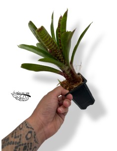 Neoregelia pheasant 2
