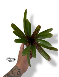 Neoregelia pheasant