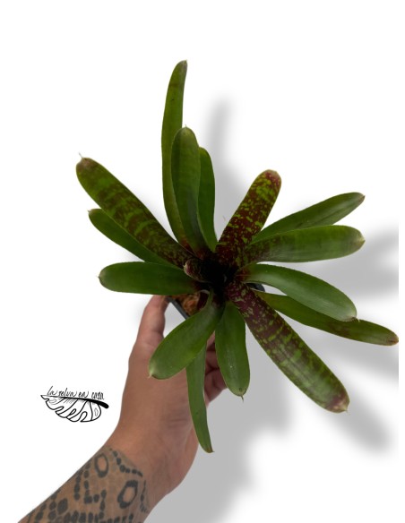 Neoregelia pheasant