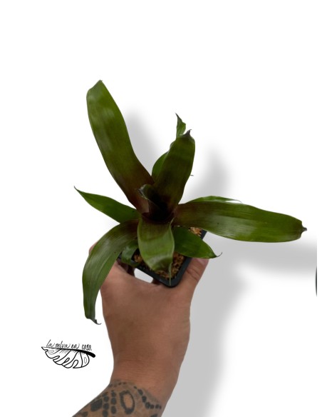 Vriesea Electric