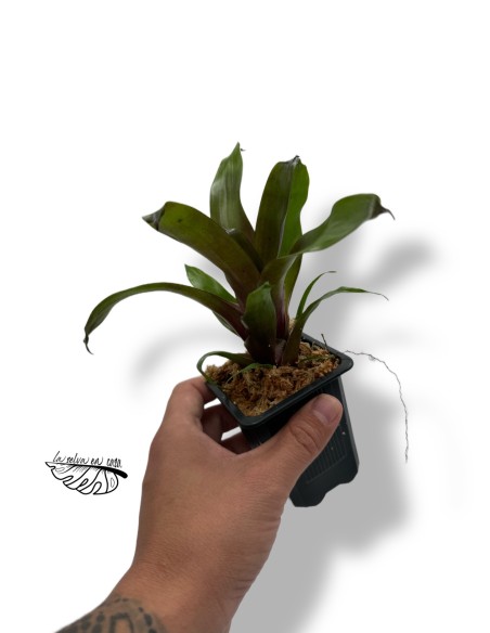 Vriesea Electric