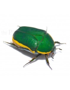 Pachnoda prasina