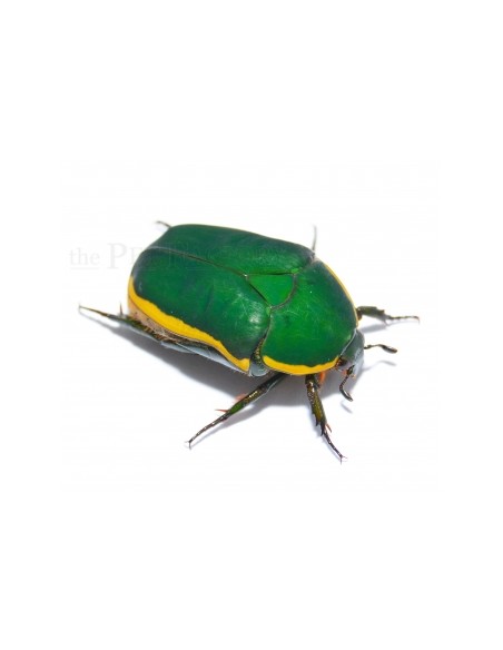 Pachnoda prasina