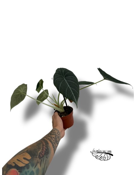 Alocasia Maharani