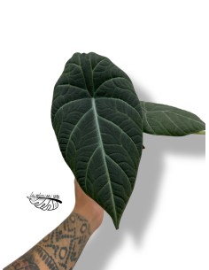 Alocasia Maharani