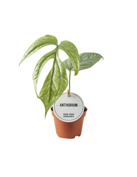 Monstera Amydrium Silver MINI