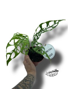 Monstera obliqua 'Peru'