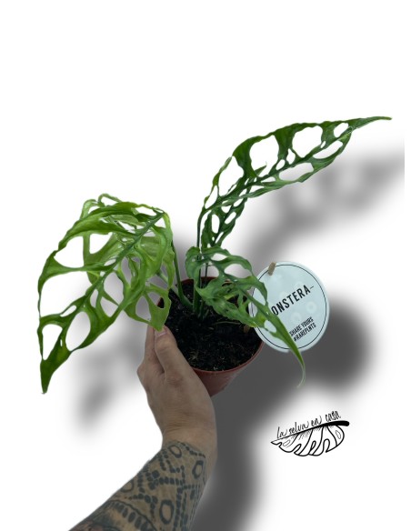 Monstera obliqua 'Peru'