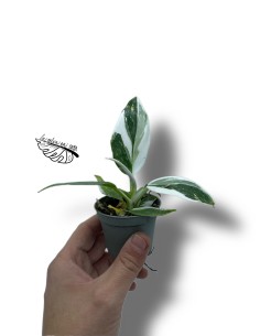 Philodendron 'White Wizard' 2
