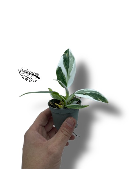 Philodendron 'White Wizard'