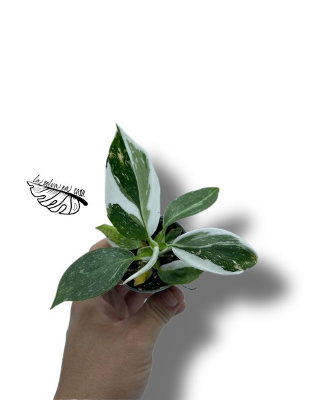Philodendron 'White Wizard'