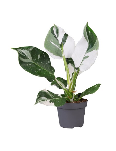 Philodendron 'White Wizard'