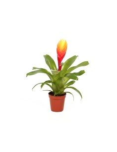 Vriesea 'El Dorado'  MINI 2