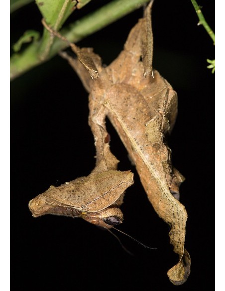 Acanthops erosula