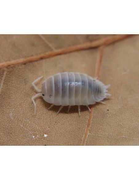 Porcellio laevis "Dairy Cow"