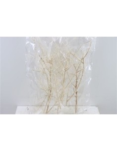Coral Bush White, Pack de 6u.