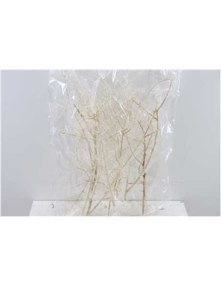 Coral Bush White, Pack de 6u.