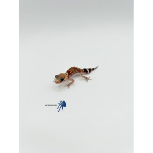 Underwoodisaurus milii 2