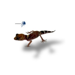 Underwoodisaurus milii