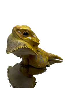 Pogona Vitticeps Figura de Colección | Artroposfera