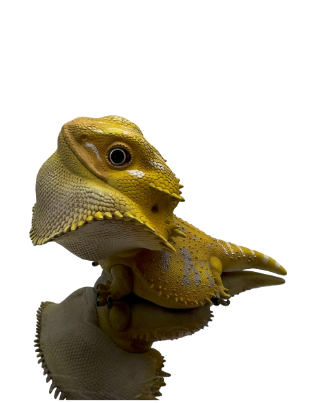 Pogona Vitticeps Figura de Colección | Artroposfera