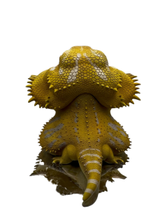 Pogona Vitticeps Figura de Colección | Artroposfera 2