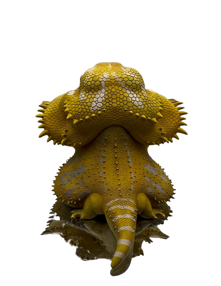 Pogona Vitticeps Figura de Colección | Artroposfera