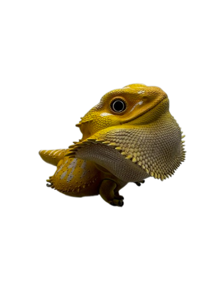 Pogona Vitticeps Figura de Colección | Artroposfera